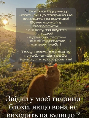 Обробка від бліх — це не «за потребою», а регулярна профілактика 🐾 — фото 4