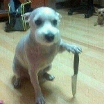 simp_de_Dabi👁️👅👁️✌️