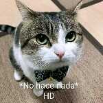 ᬊᬁ⃔⃟ลи†เ¢яเร†o⍣̳⃟⃢ས⁩