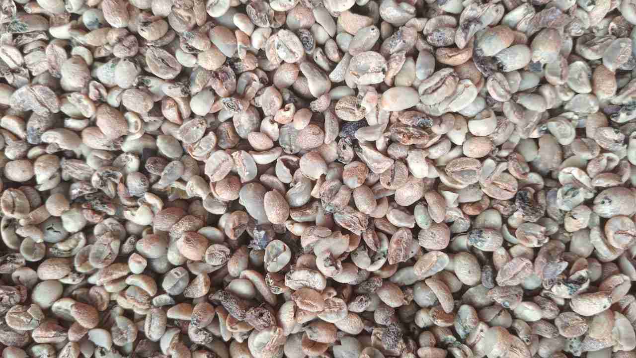 arabica-pixel