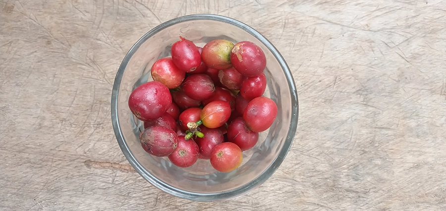 gambar-buah-kopi-dalam-gelas