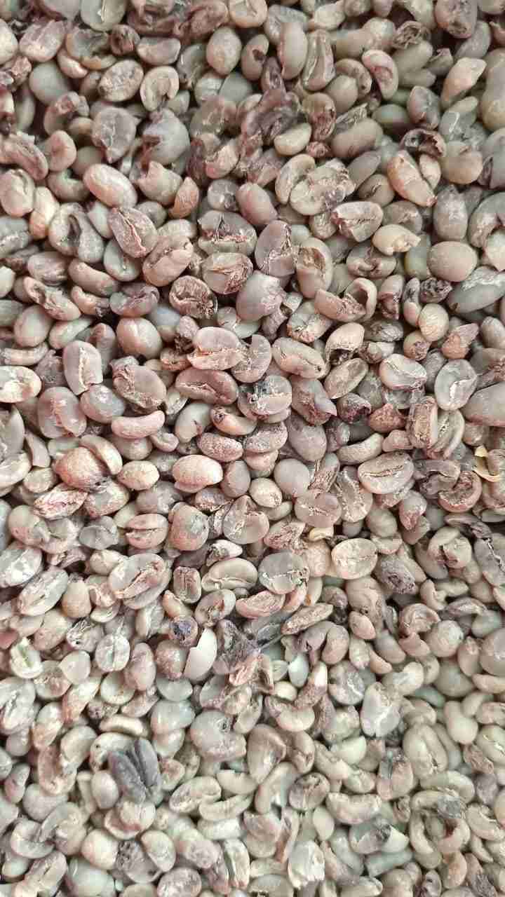 pixel-arabica