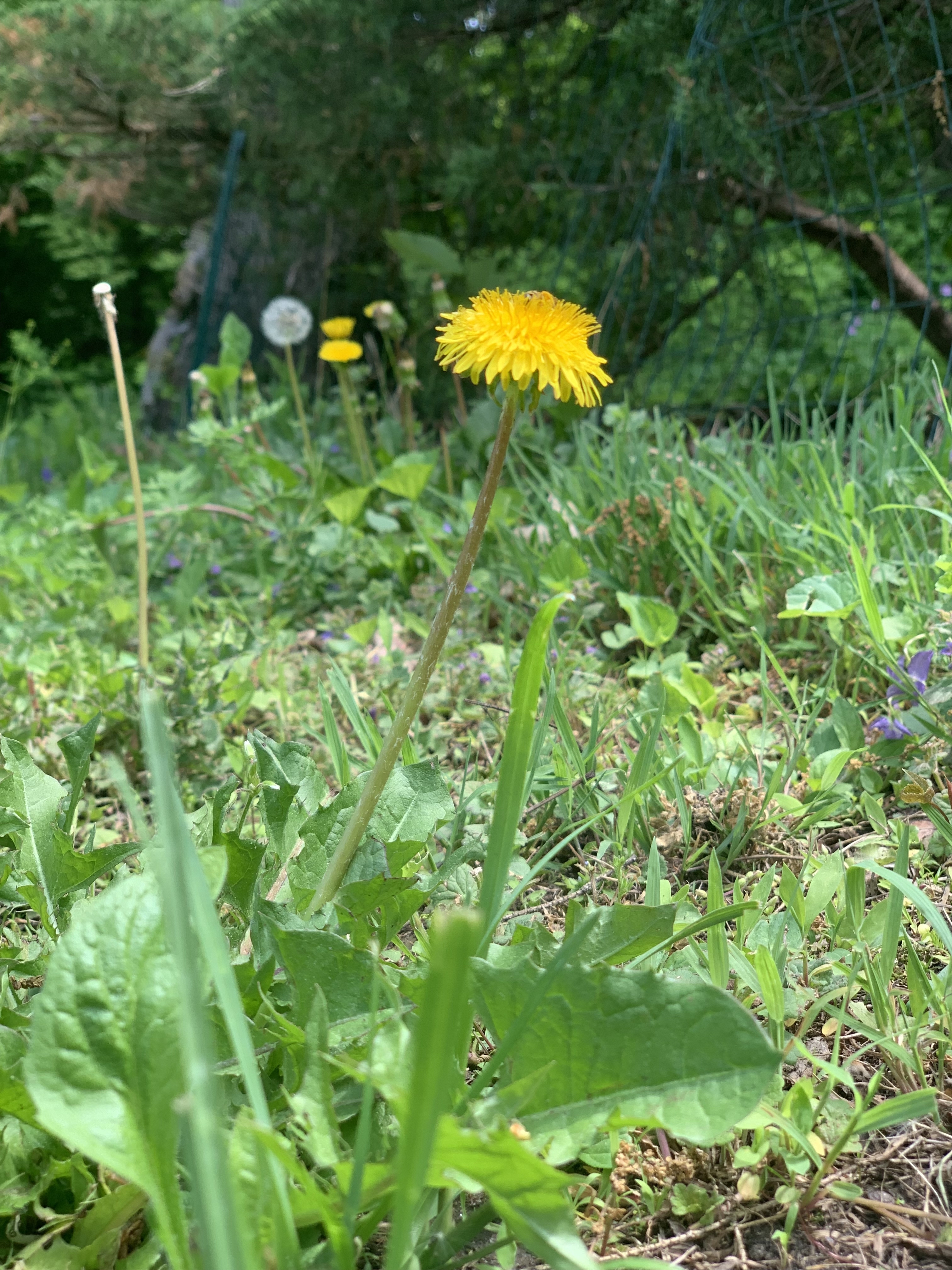 Dandelion Books 📚