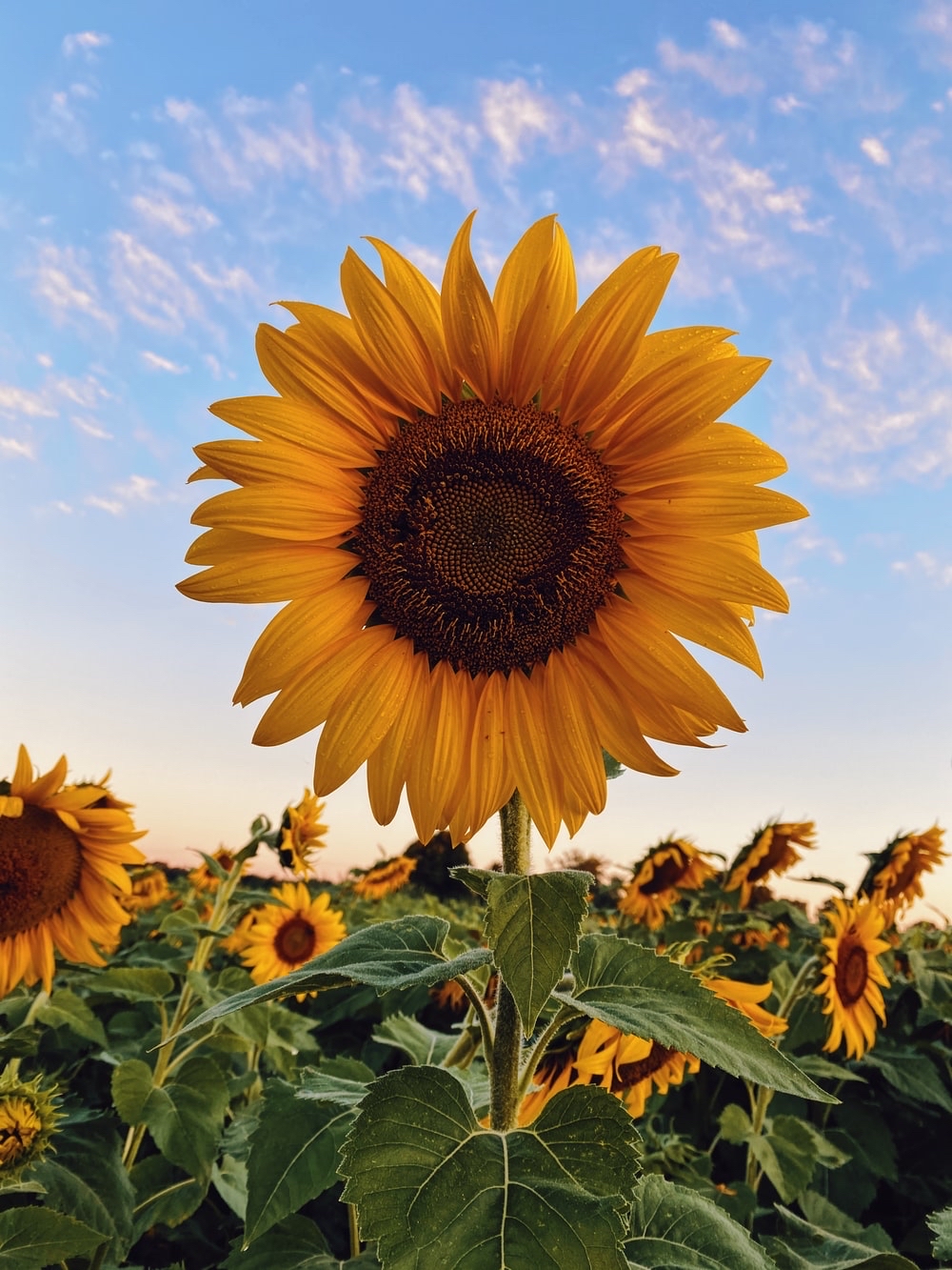 Sunflower87