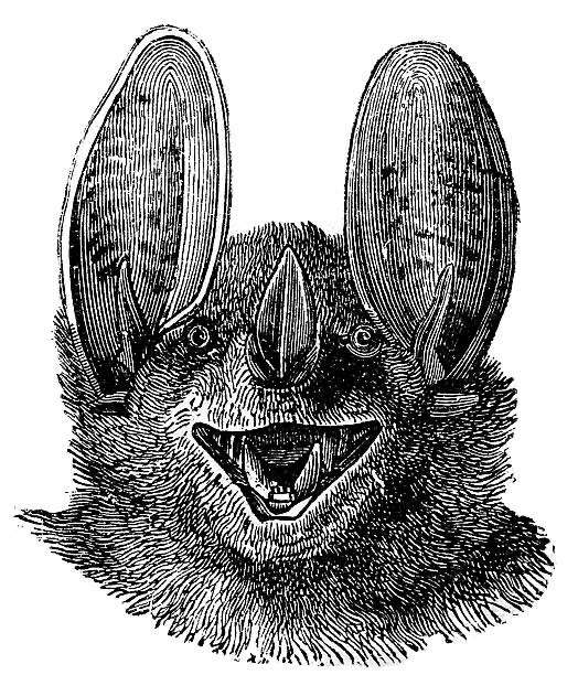 Bat Cave Books