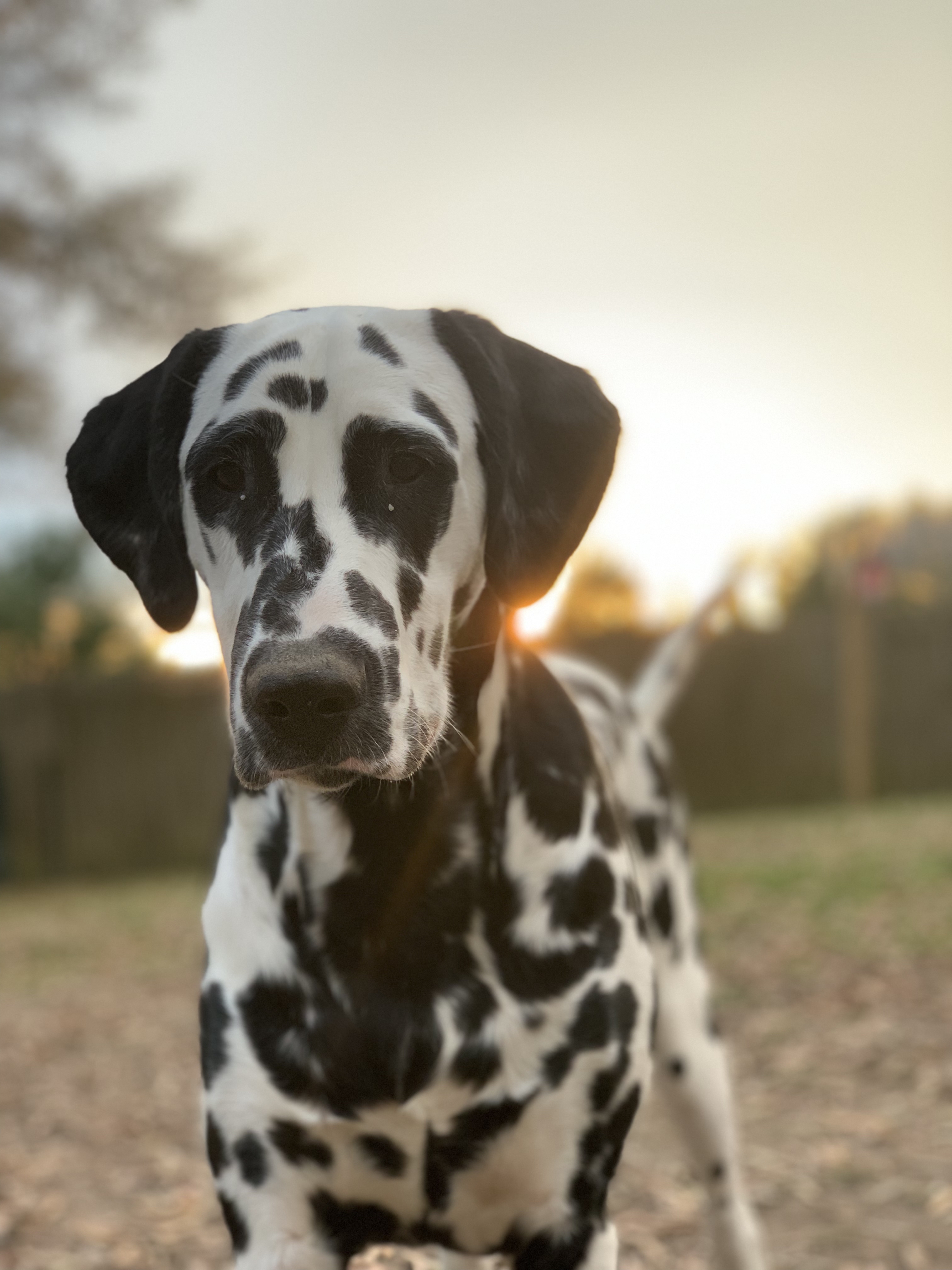 Dalmatians on my Mind
