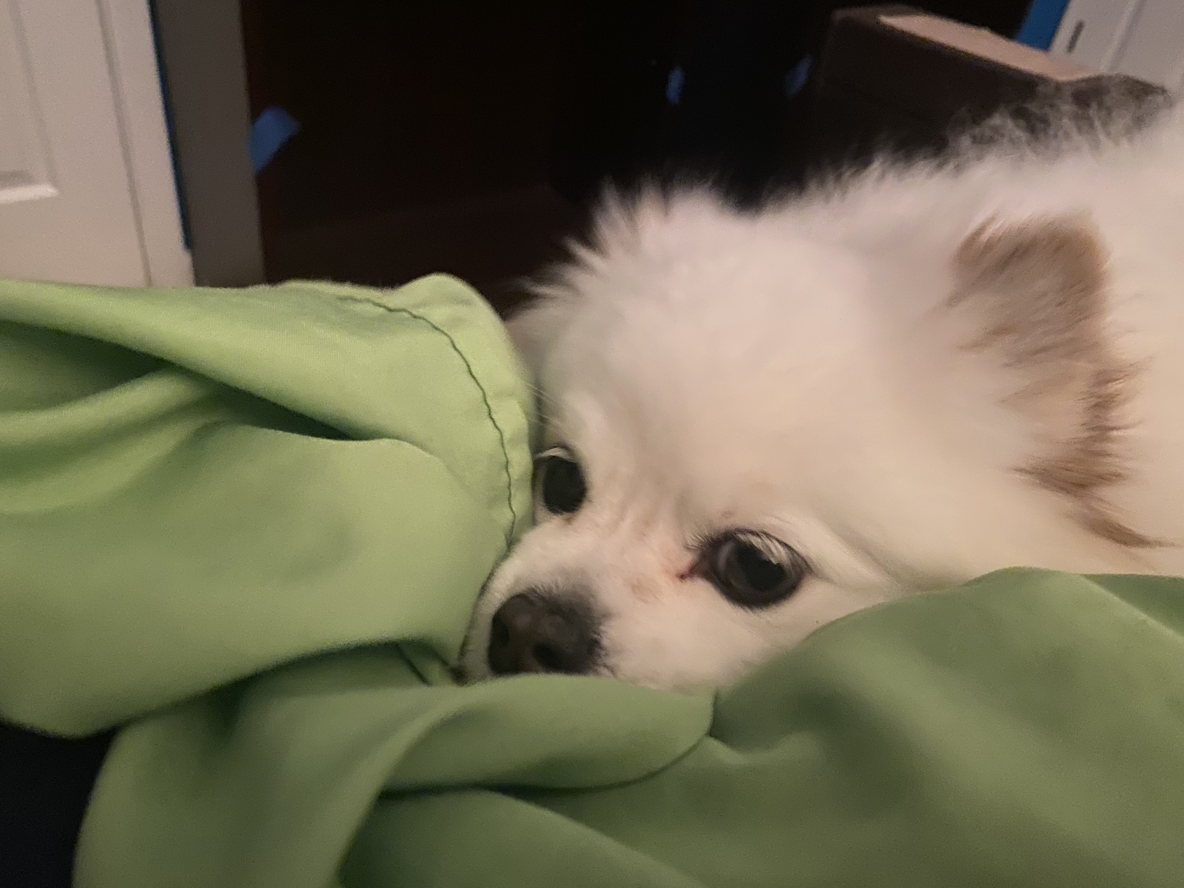 BooksNPuppies