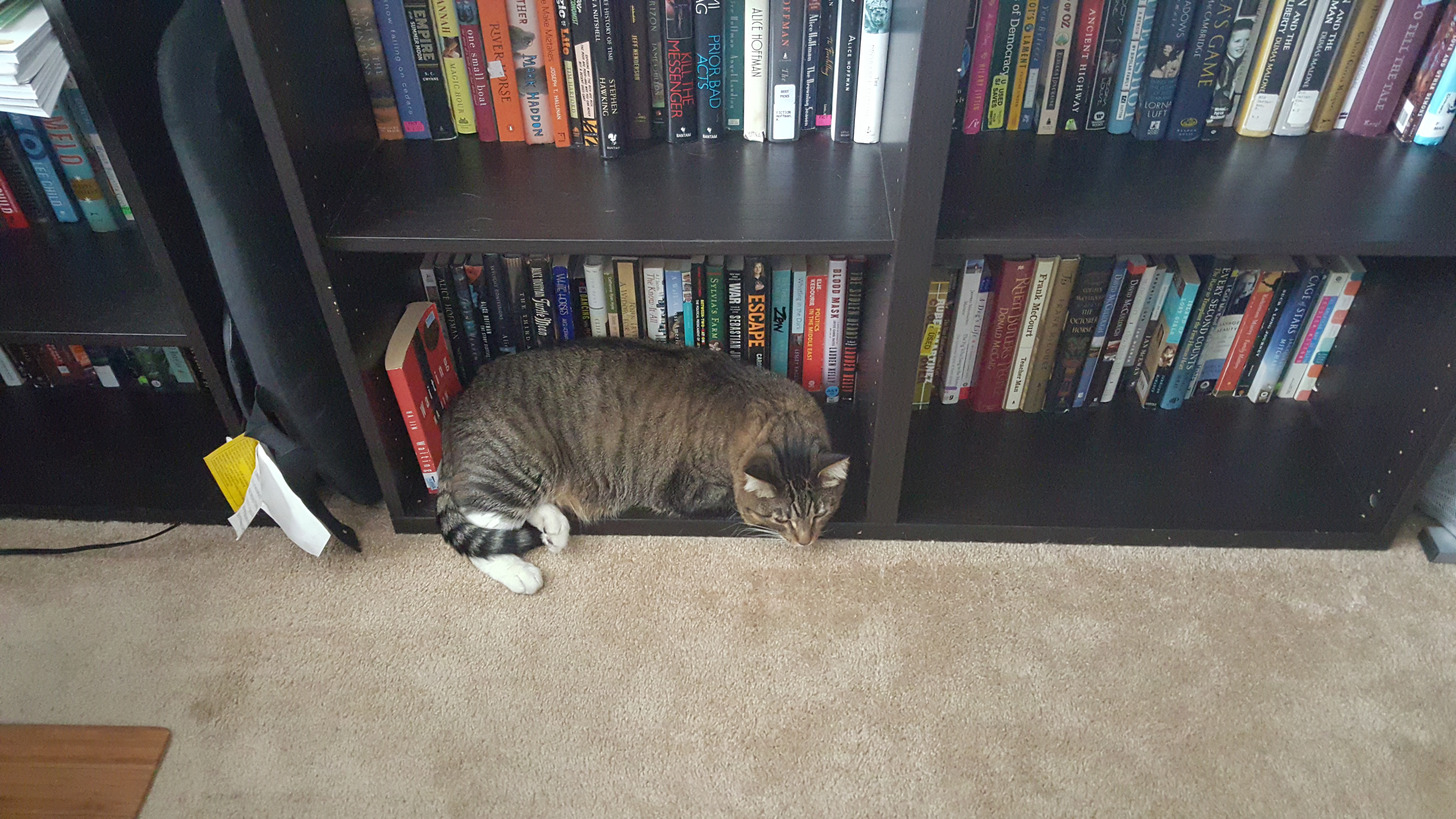 The Cats' Library