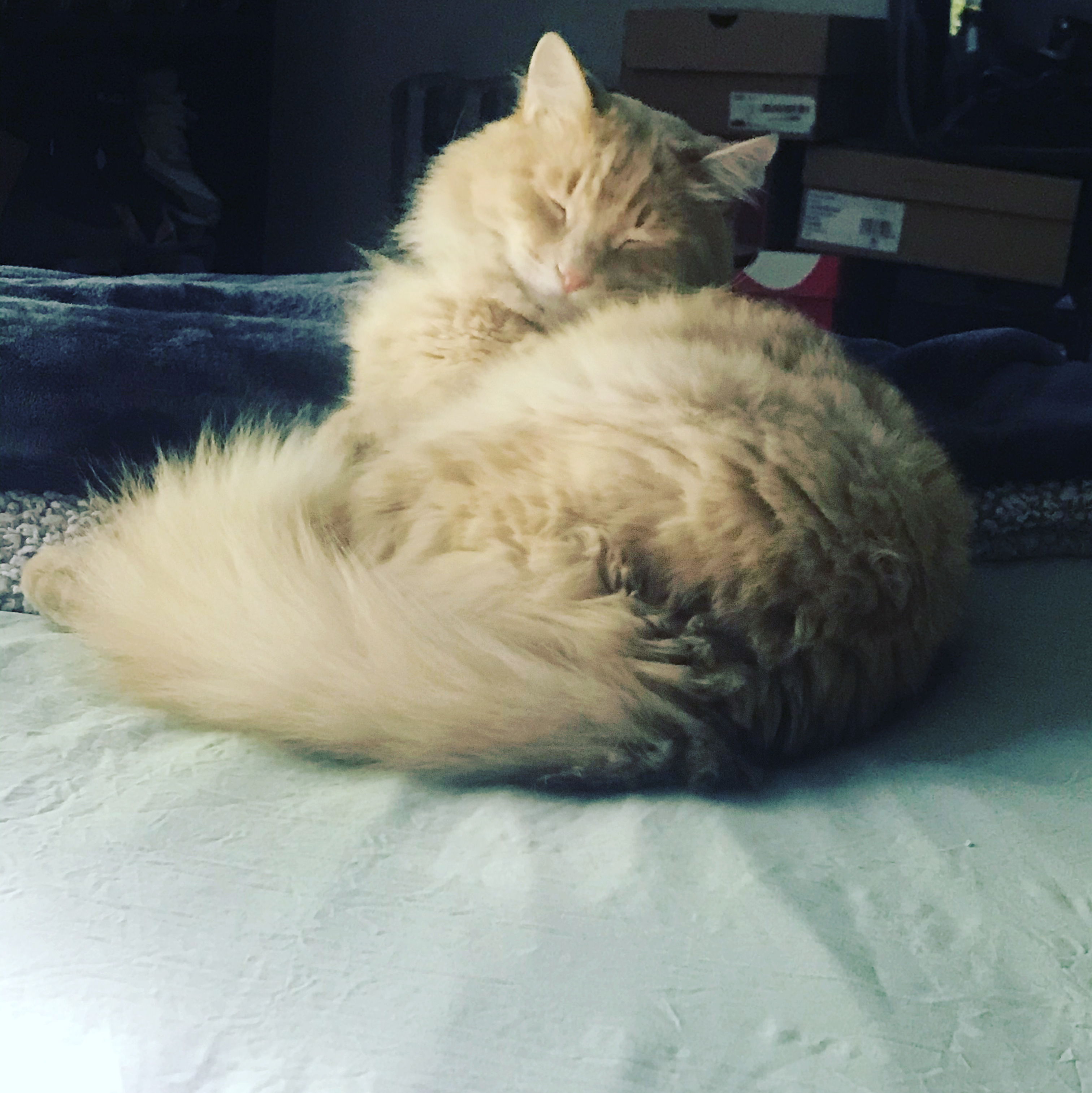 Janet
