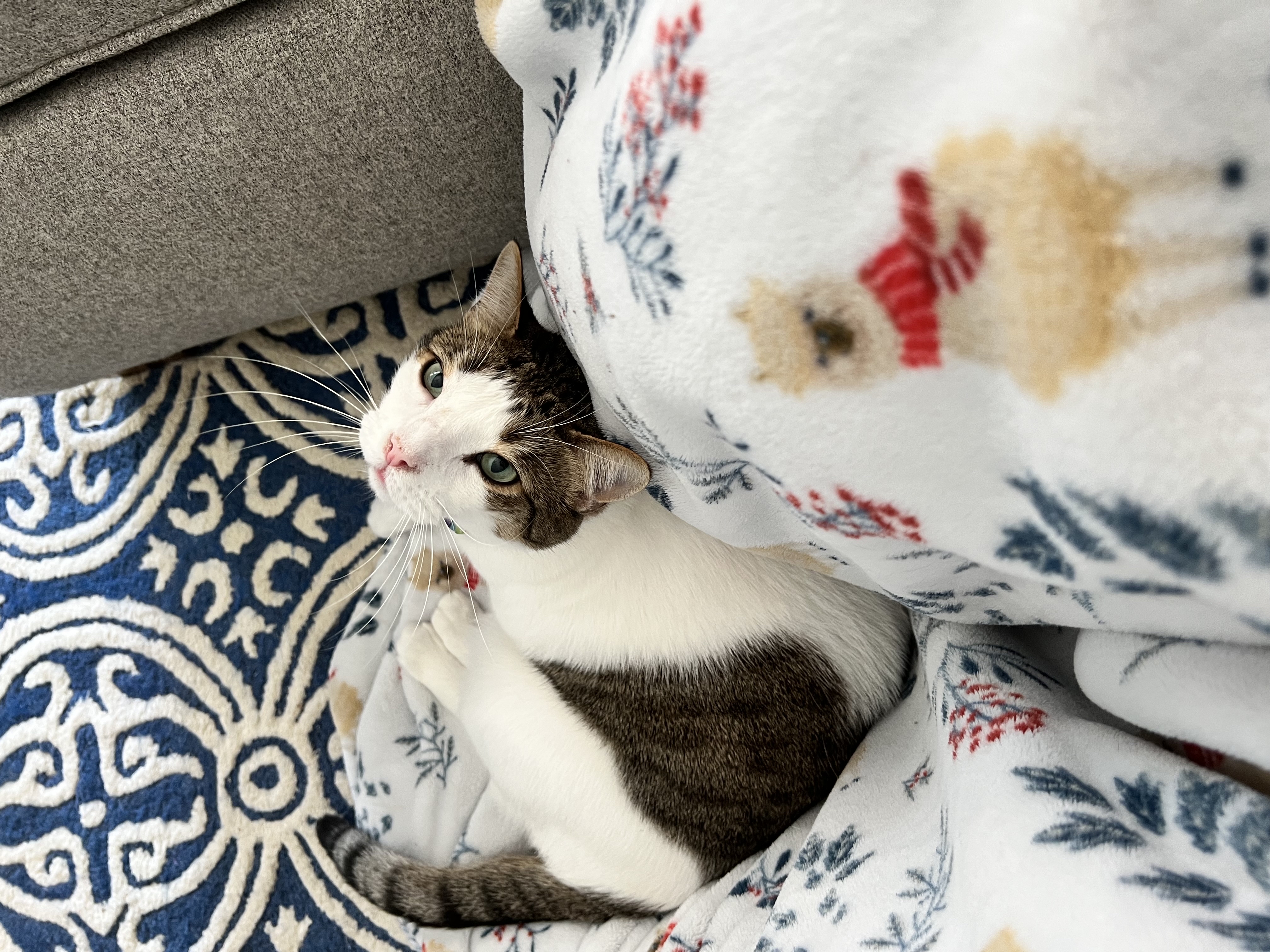Cara