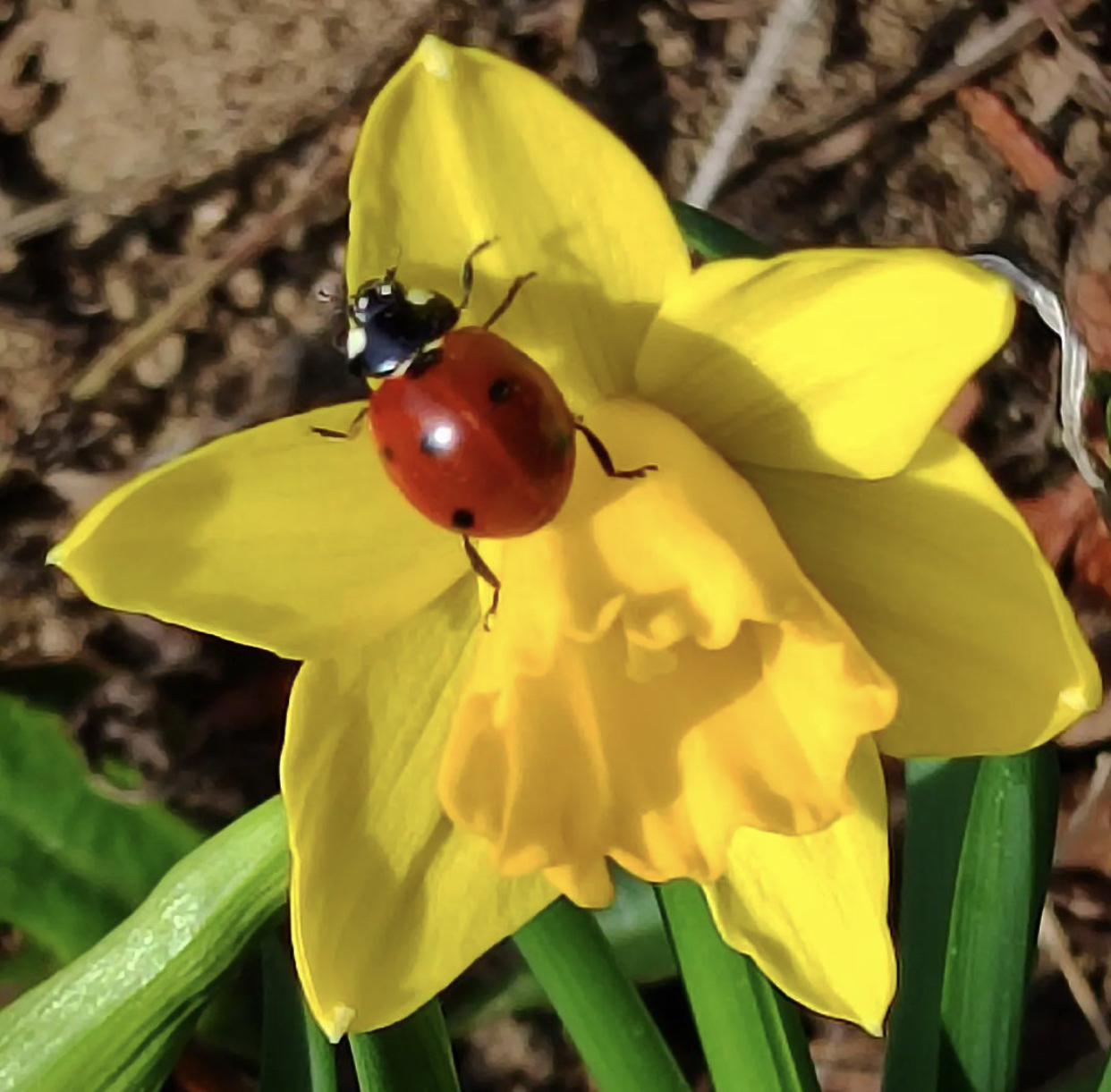 AngelBug