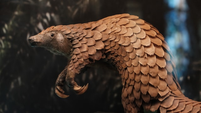 A pangolin - a scaly anteater-like mammal with large curved claws.