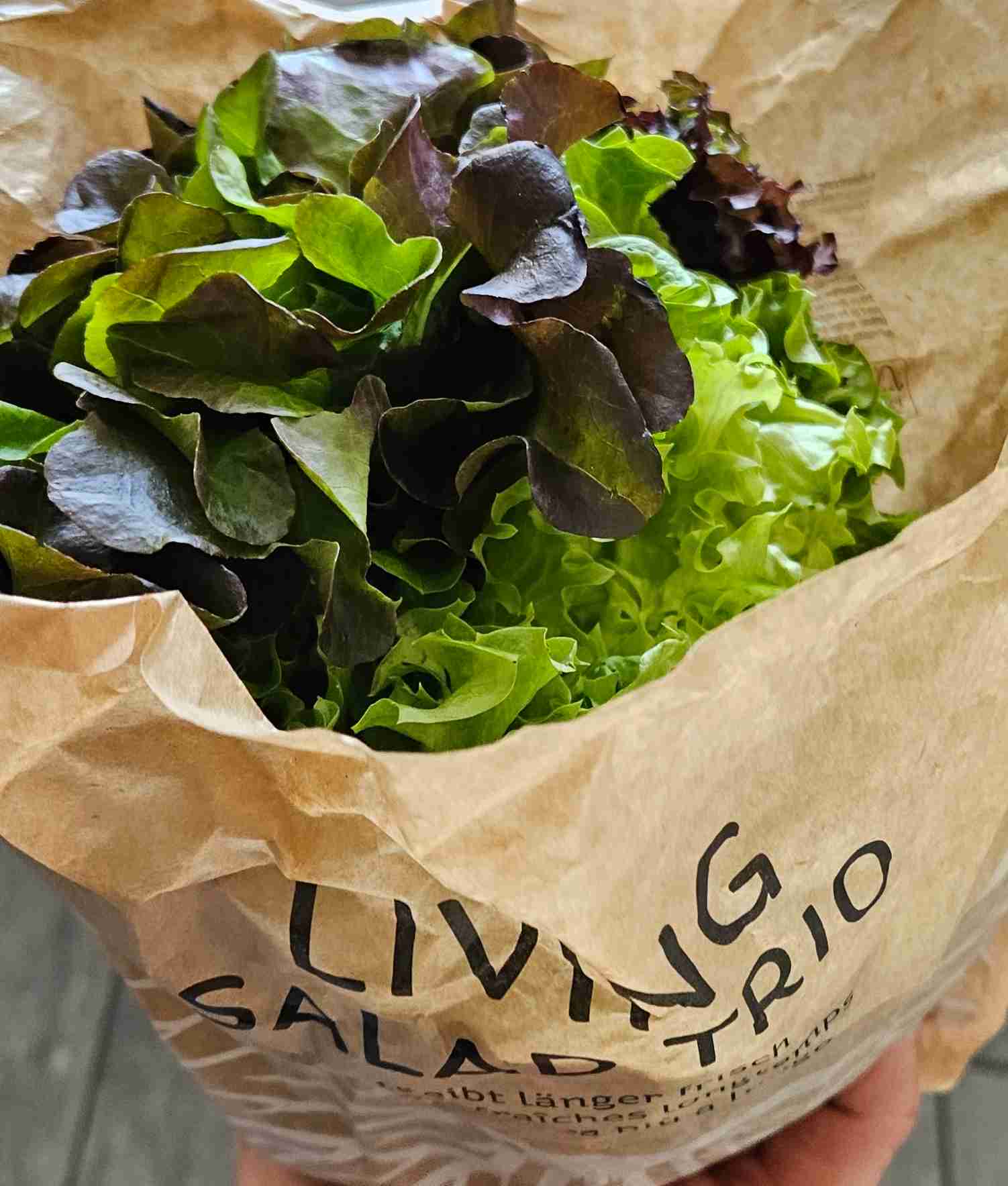 Living Salad Trio