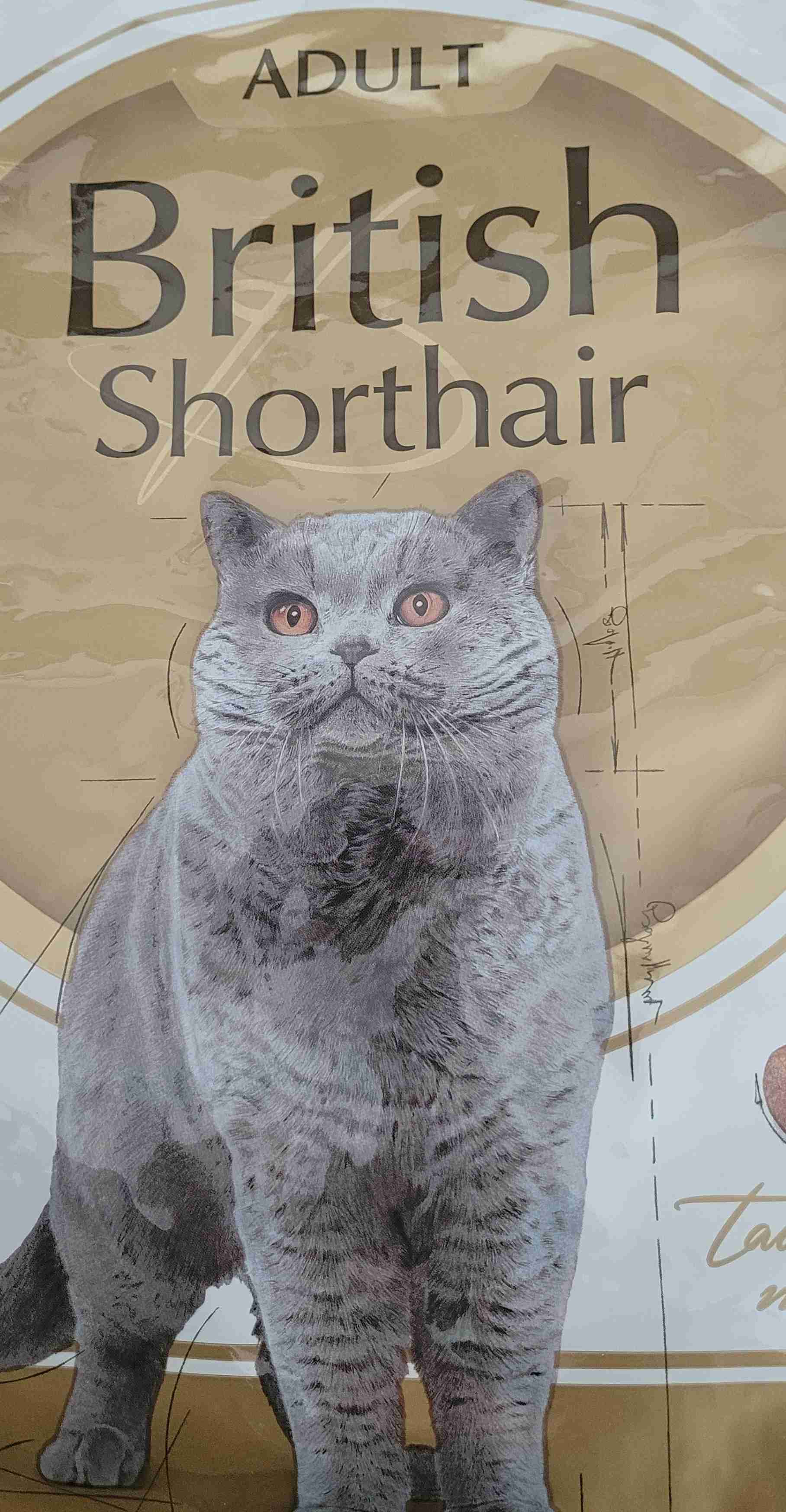 British short hair