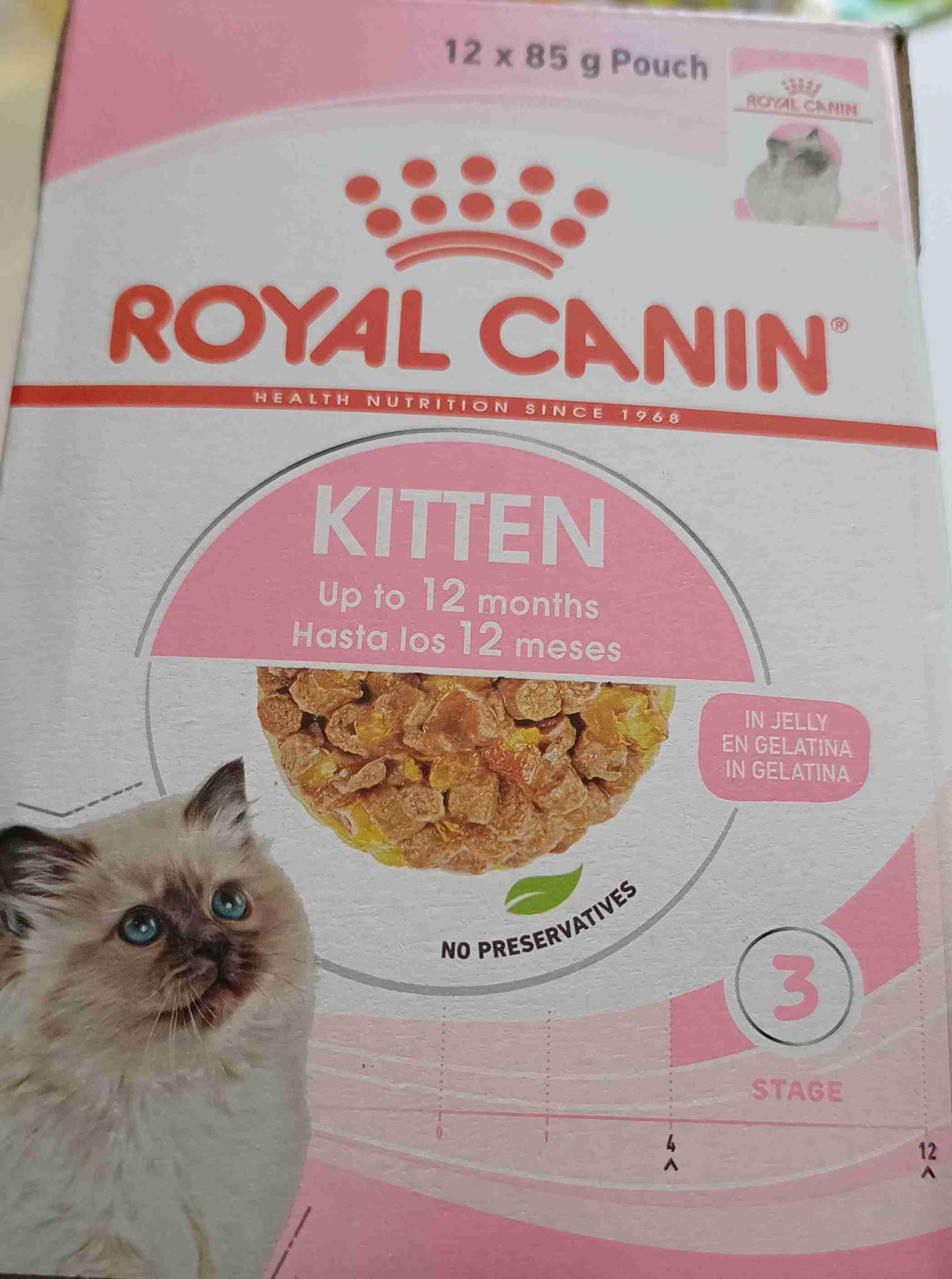 Kitten wet food in jelly