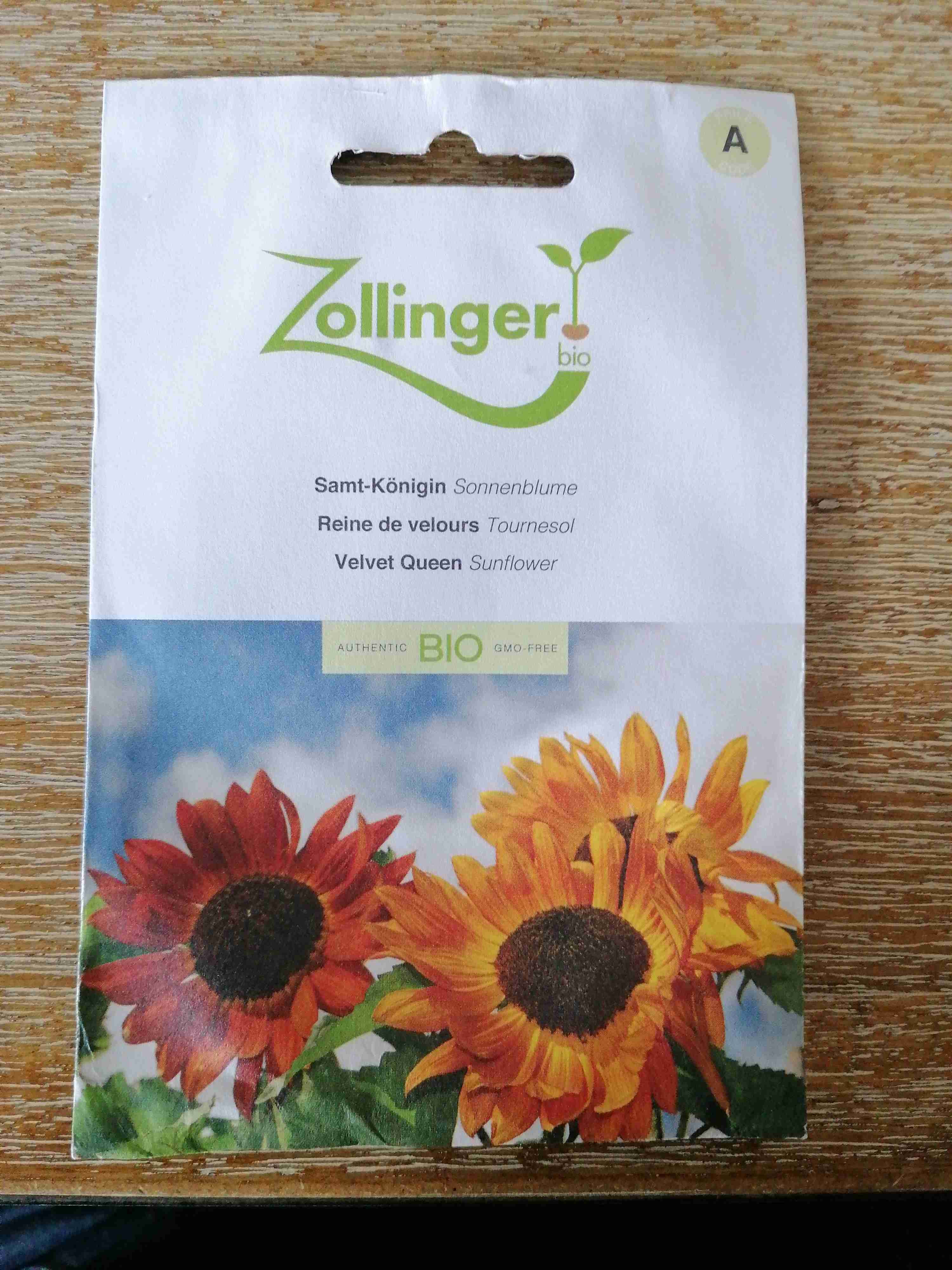 Sonnenblume Samtkönigin