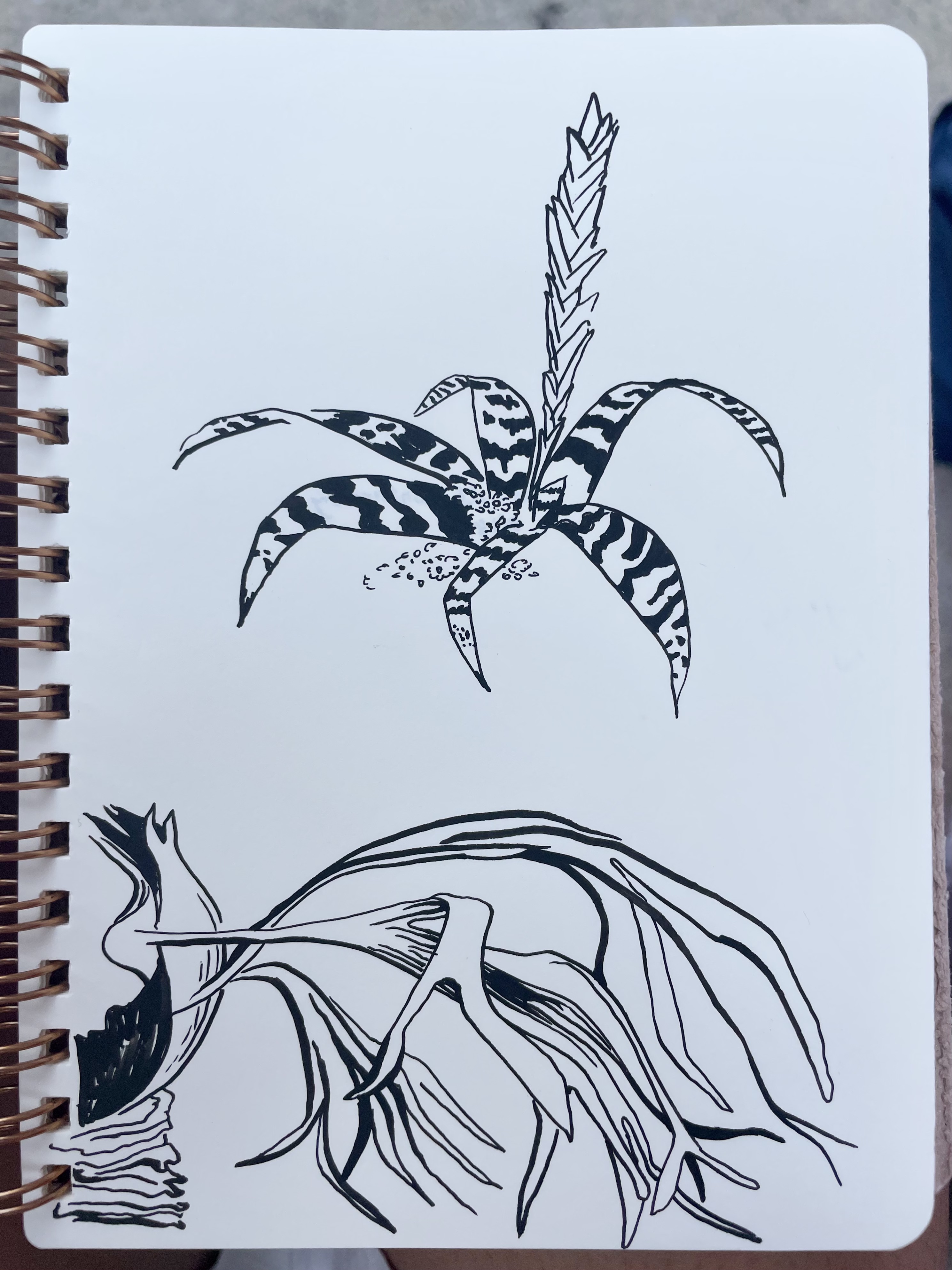 Bromeliads and staghorn ferns at the Garfield Conservatory