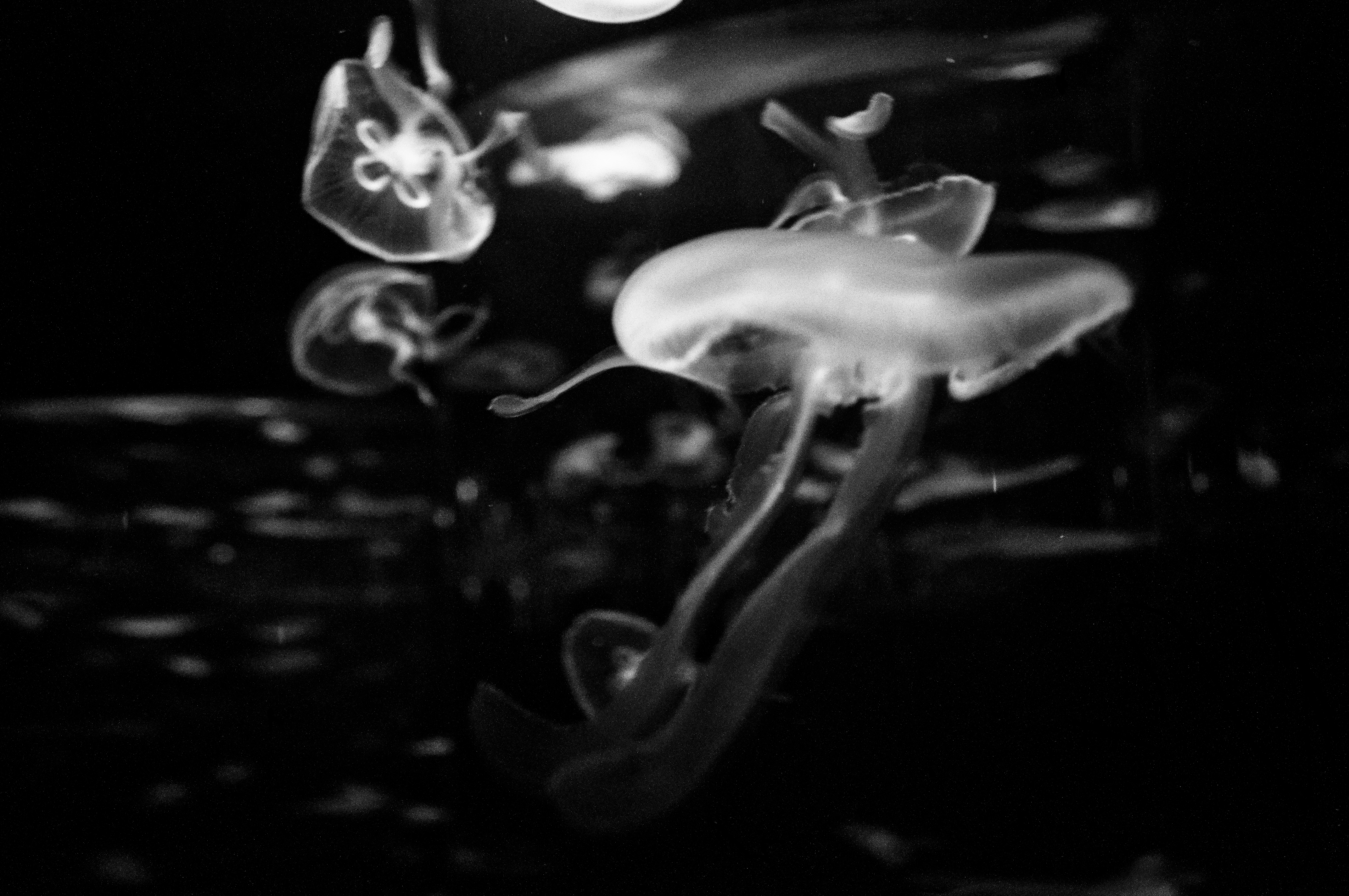 jellydance_2.jpg