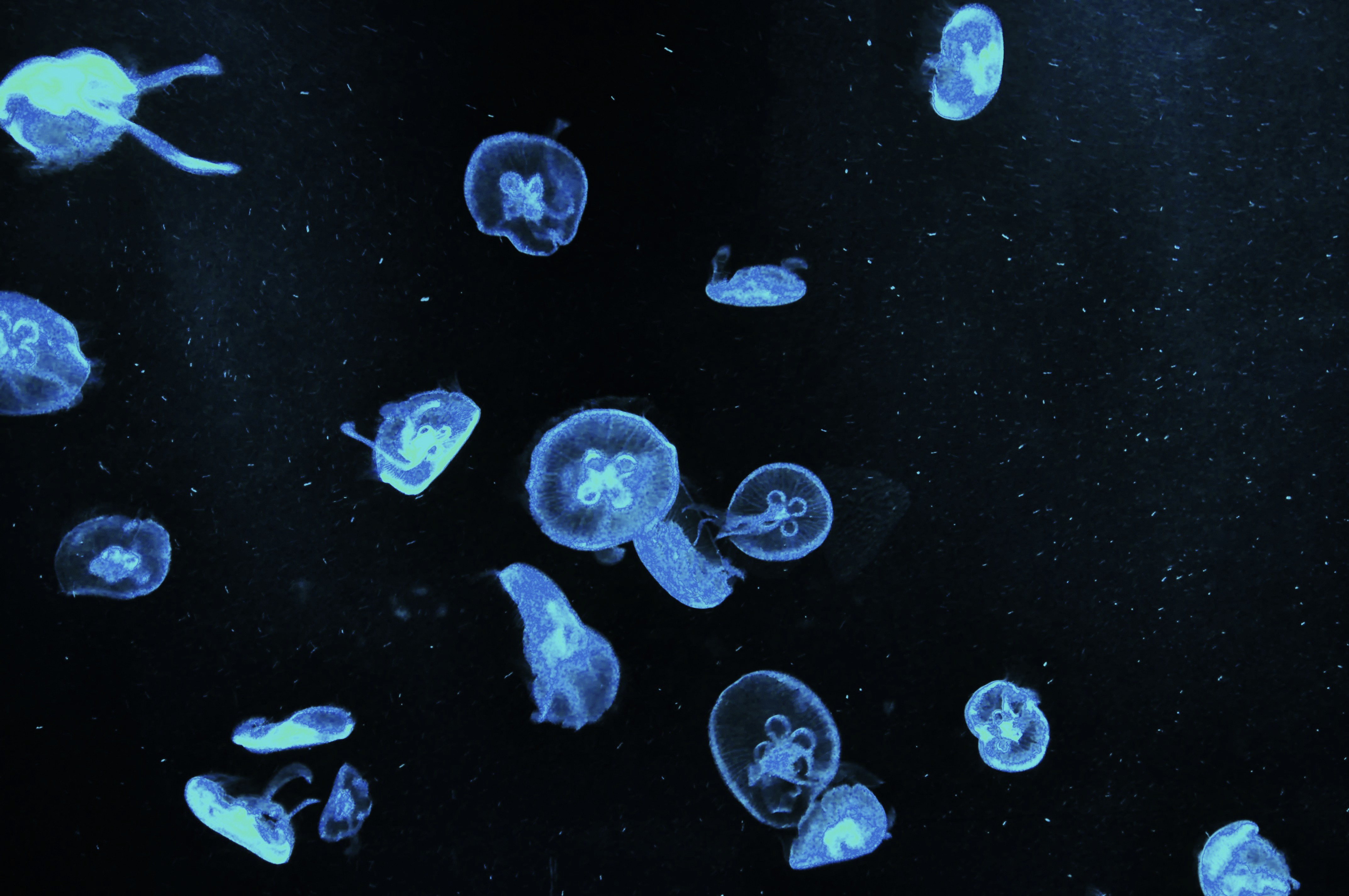 jellydance.jpg