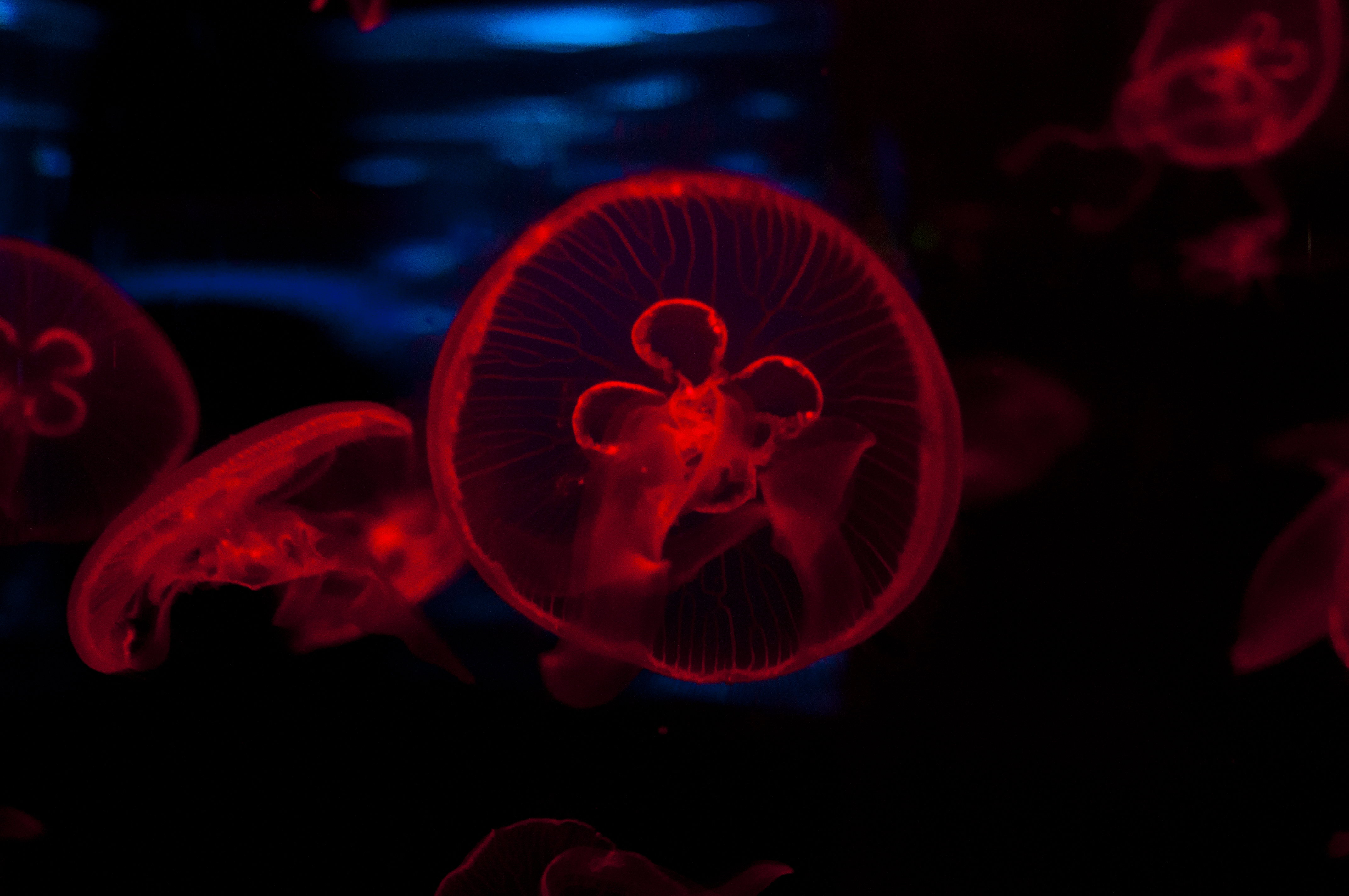 jellydance_4.jpg
