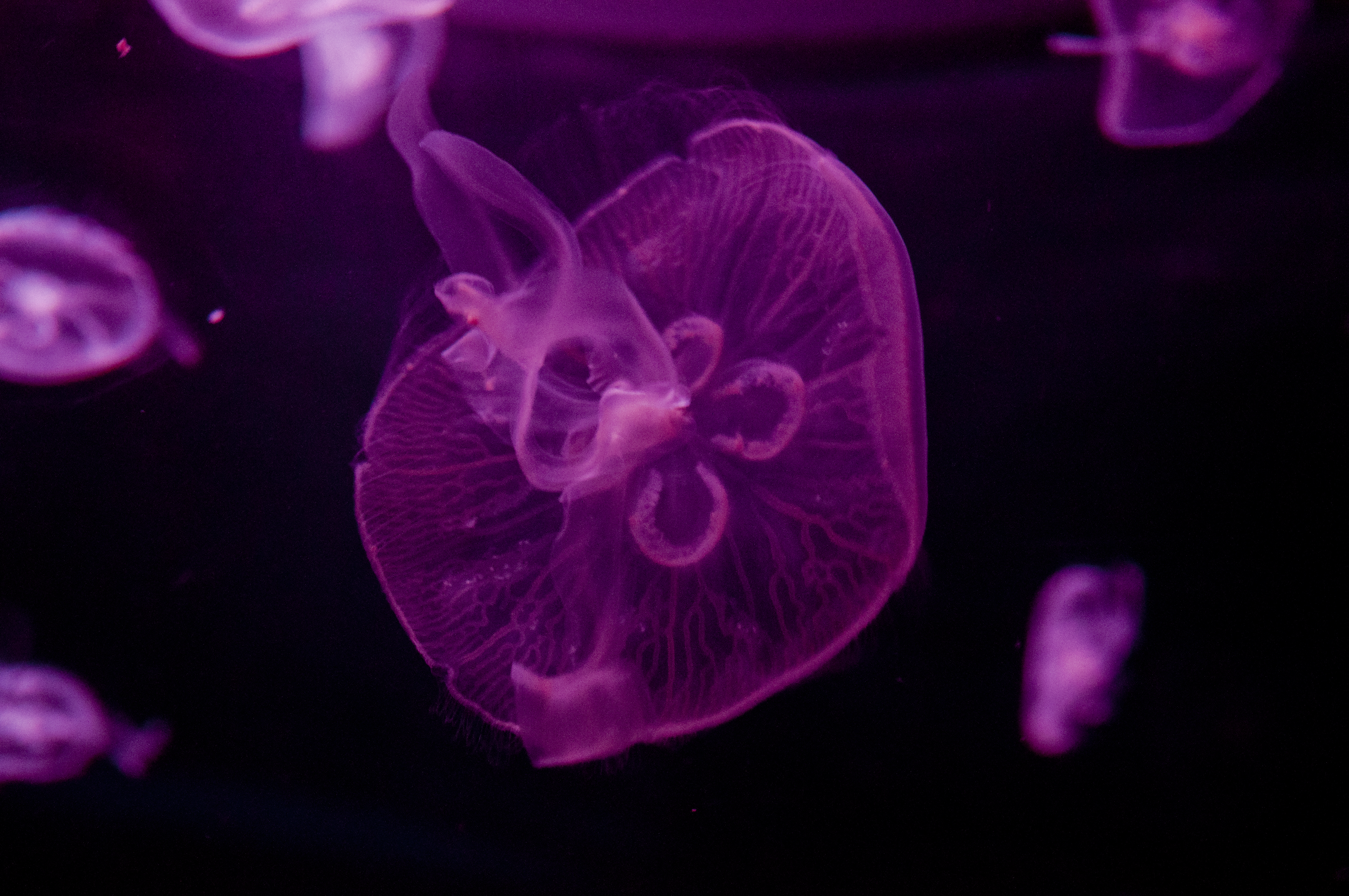 jellydance_3.jpg