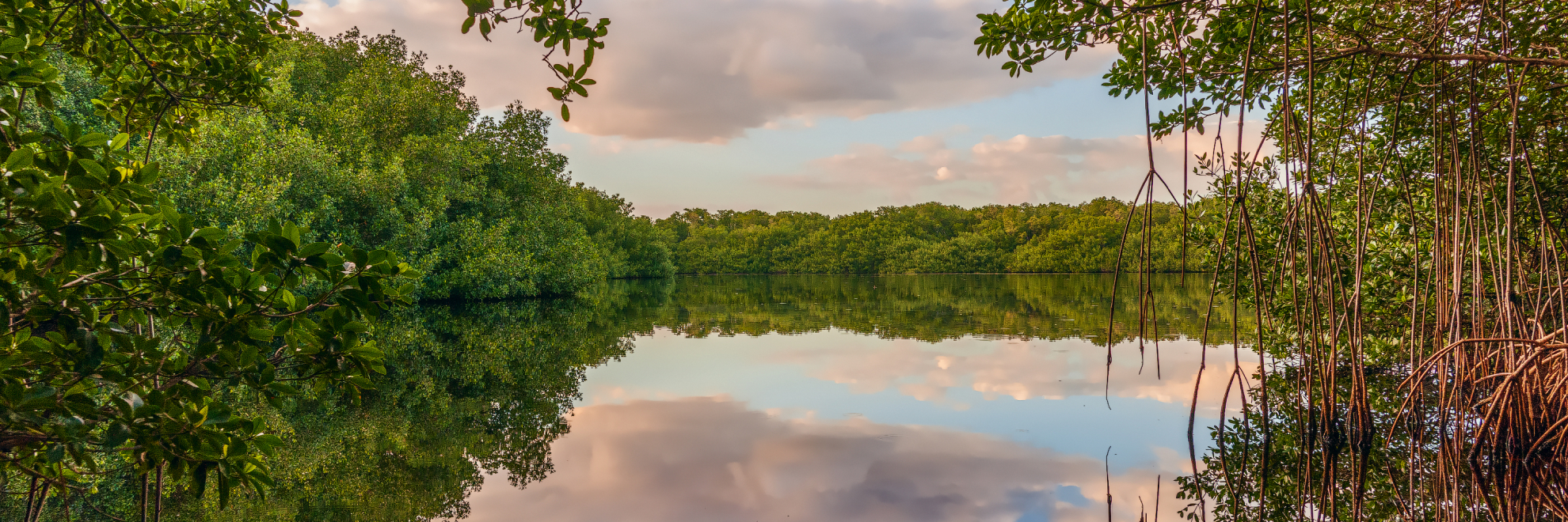Everglades National Park landscape view