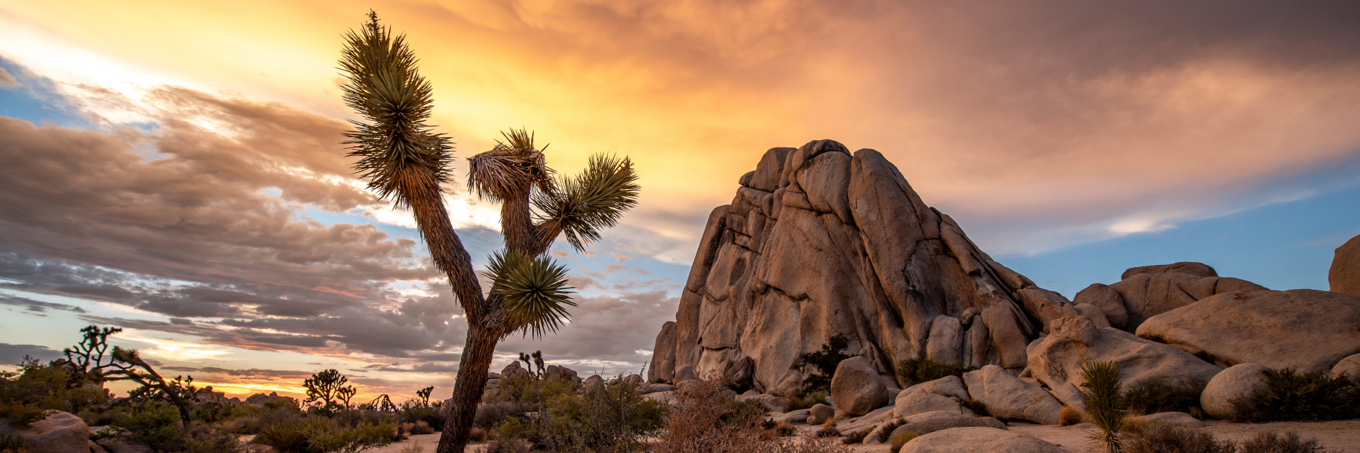 Joshua Tree National Park landscape view