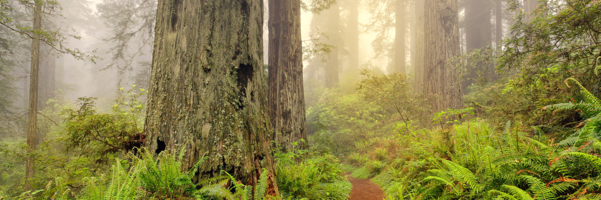 Redwood National and State Parks landscape view