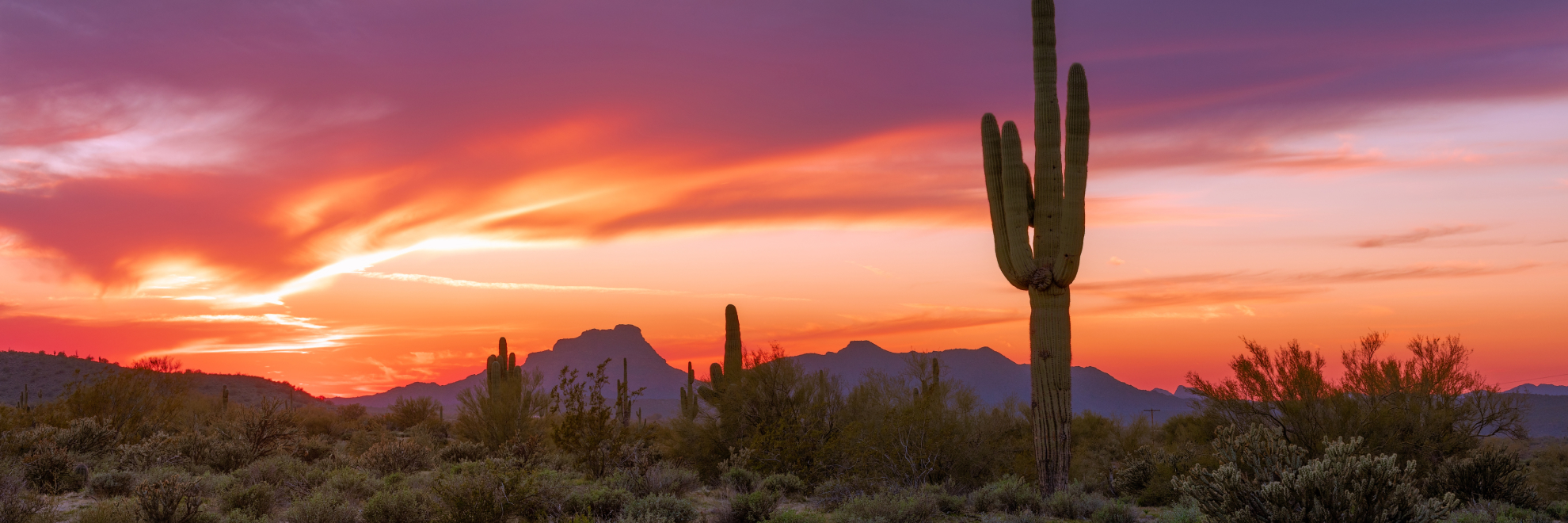 Saguaro National Park landscape view