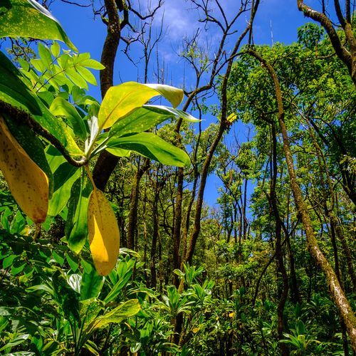 Ainapo Trail