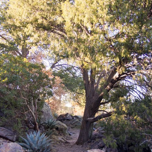 Pinnacles Trail