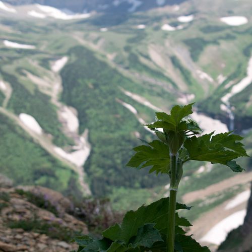 Piegan Pass Trail