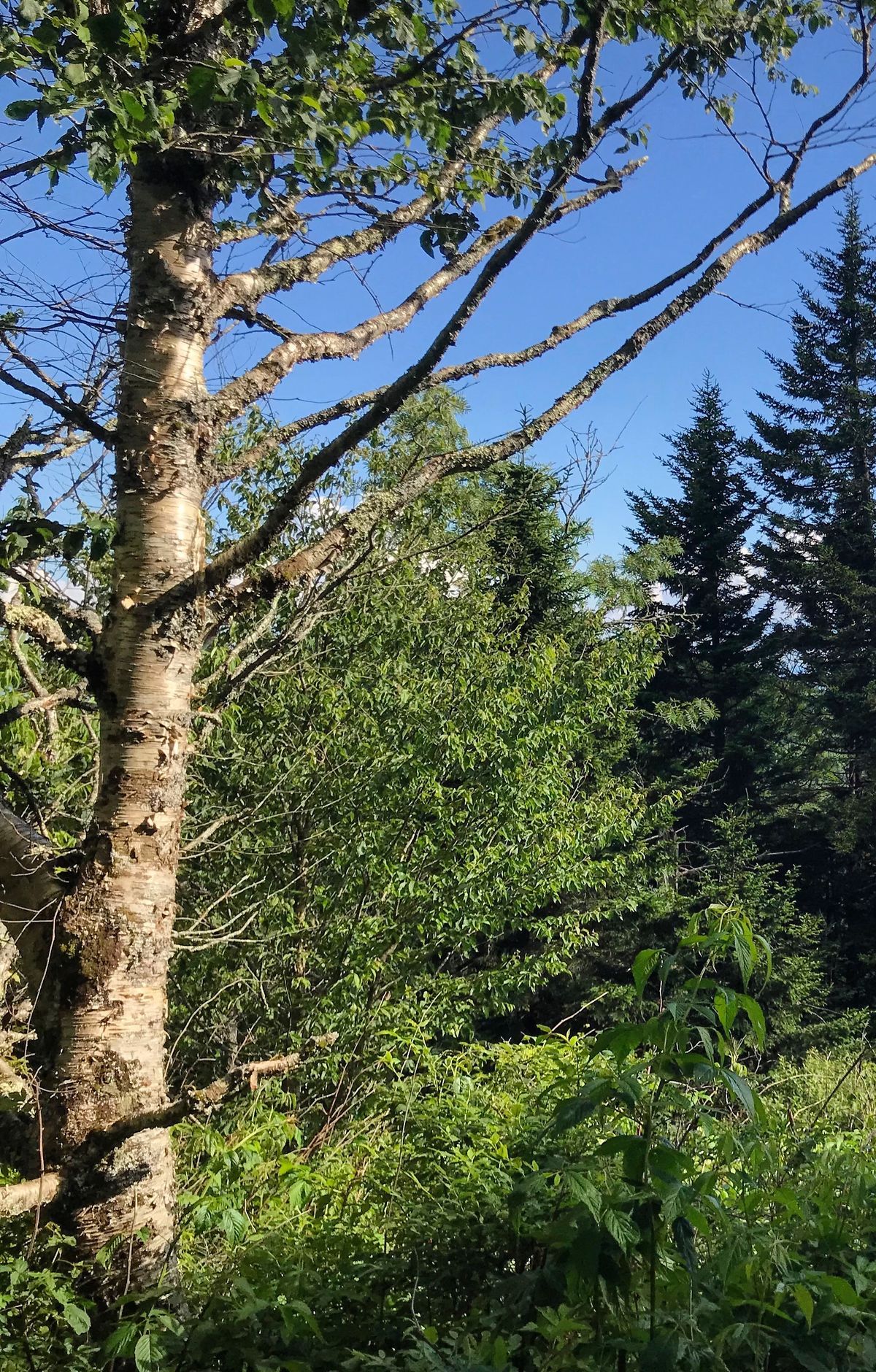 Hiking the Appalachian Trail in the Park, Great Smoky Mountains National Park