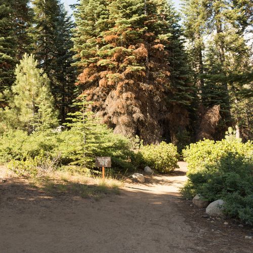 Wuksachi Trail
