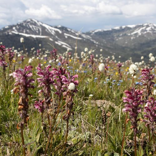 Mount Washburn Spur Trail
