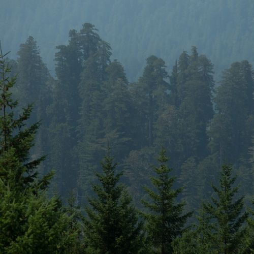 Redwood National Park, Redwood Creek Overlook