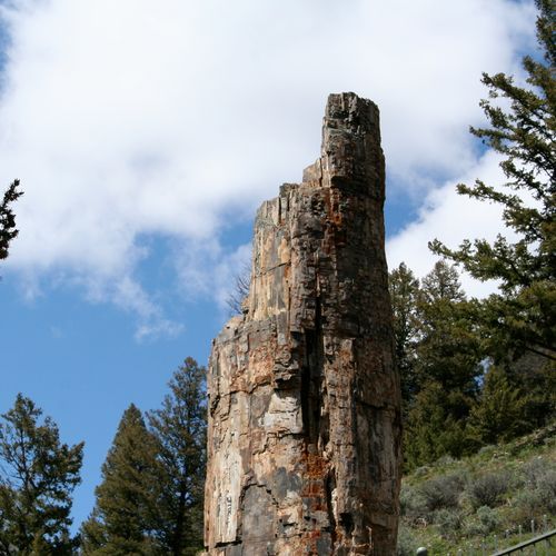 Petrified Tree