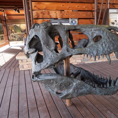 Fossil Bone Exhibit