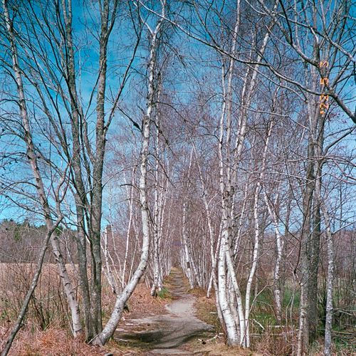 Hemlock Trail