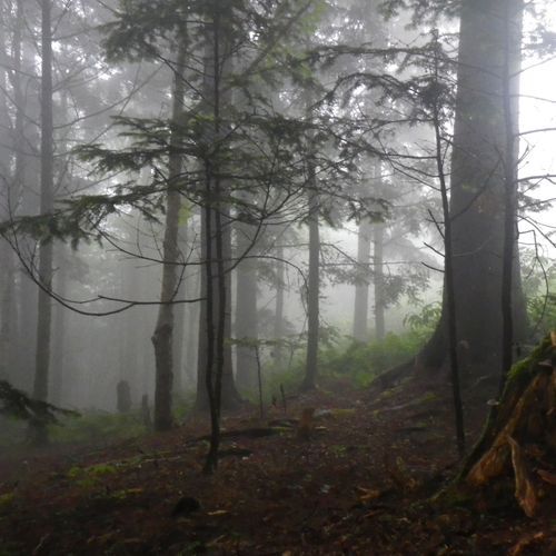 Mount Sterling Trail