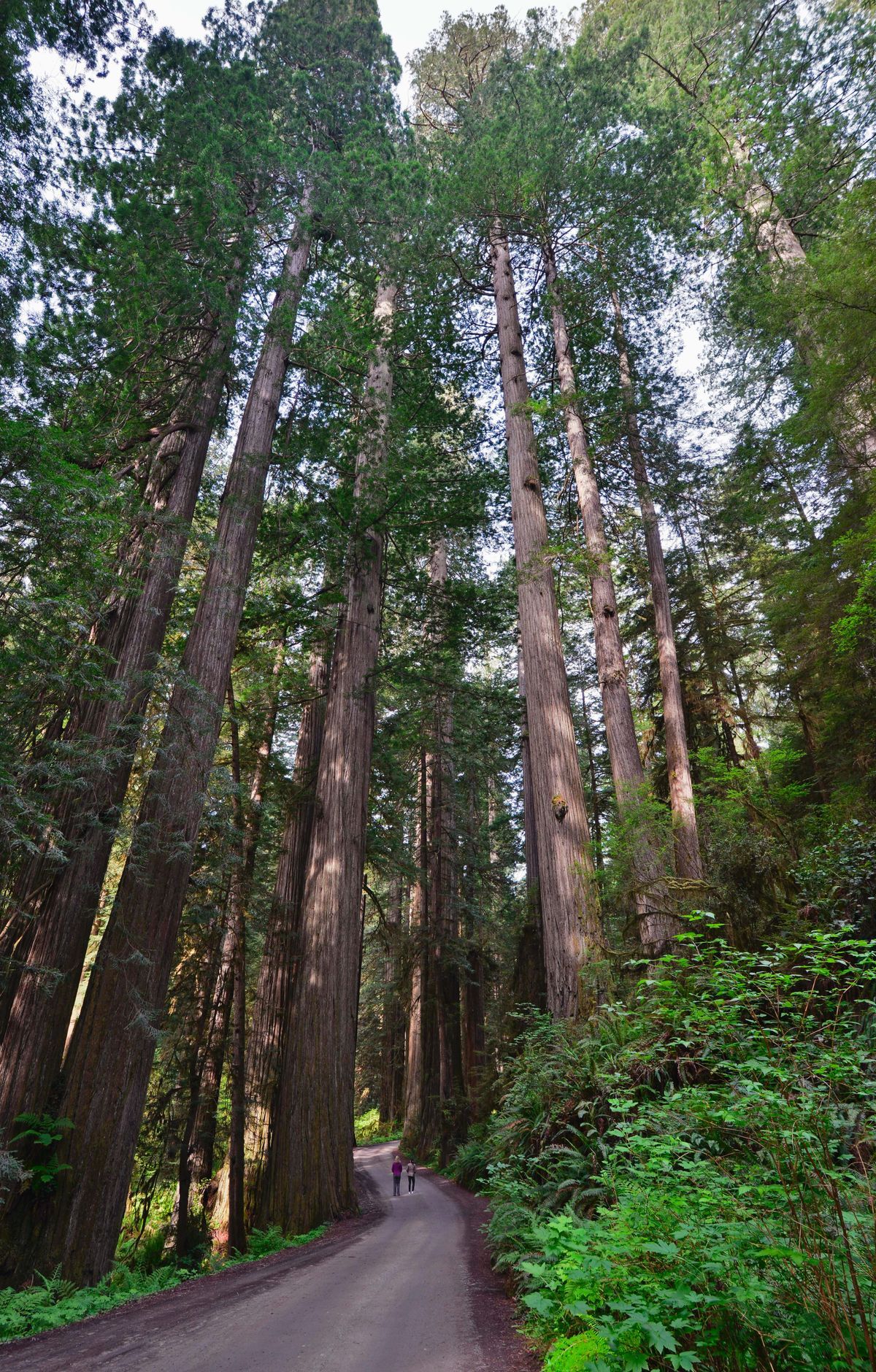 Newton B. Drury Parkway and Howland Hill Road, Redwood National and State Parks