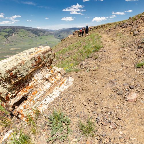 Specimen Ridge Trail