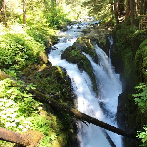 Sol Duc Falls Trail