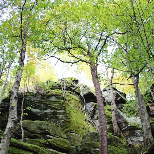Salt Run Trail