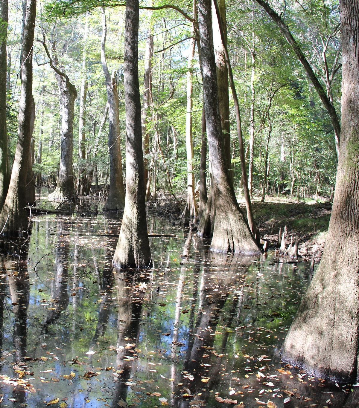 East-Side Trails: Fork Swamp and Bates Ferry, Congaree National Park