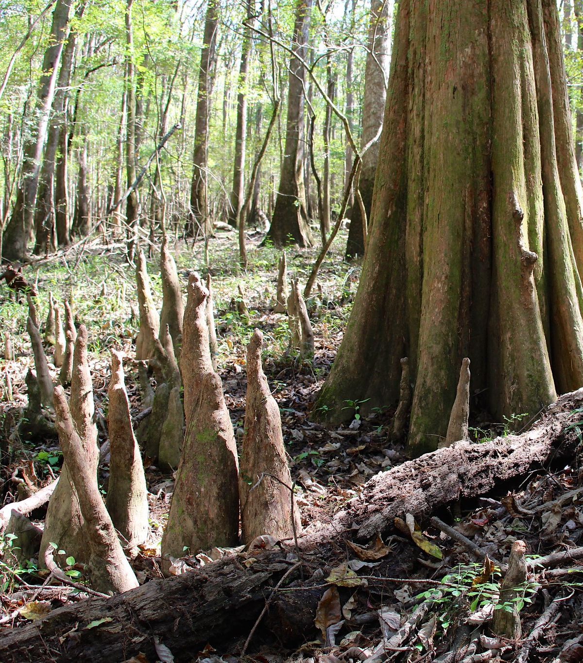 Walking the Boardwalk Loop Among Cypress Giants, Congaree National Park
