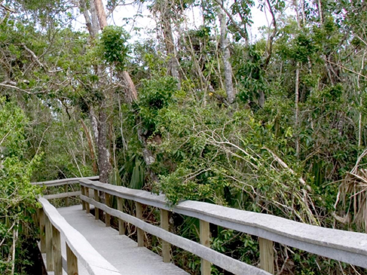 Mahogany Hammock Boardwalk Trail, Everglades National Park