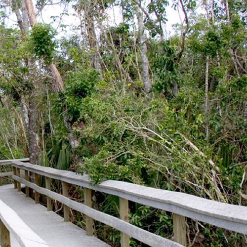 Mahogany Hammock Boardwalk Trail