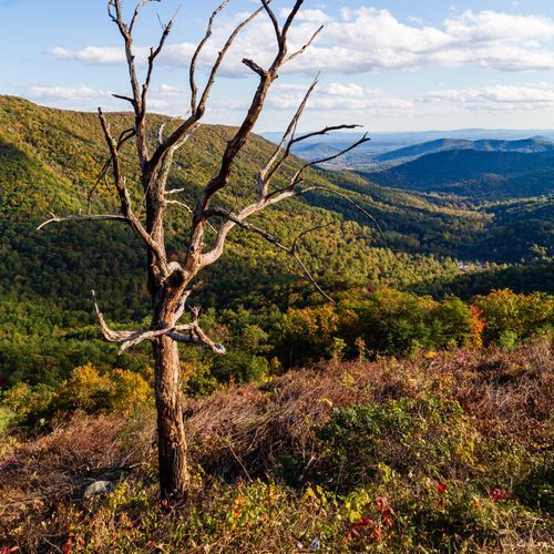 Bacon Hollow Overlook