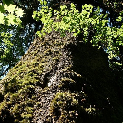 Queets Fir Trail